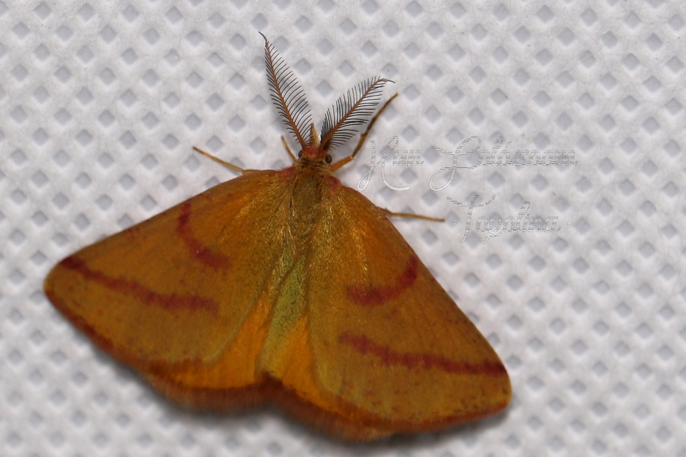 Lythria purpuraria - bíborsávos araszoló