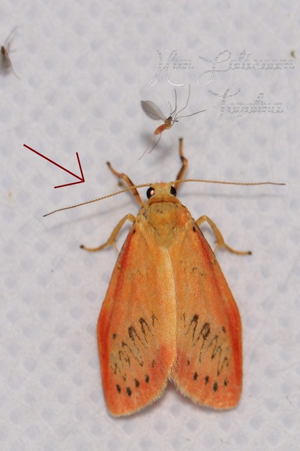 Miltochrista miniata - piros medvelepke