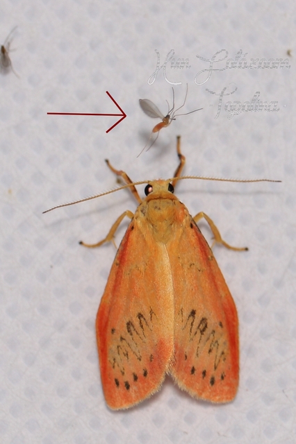 Cecidomyiidae - gubacsszúnyogok