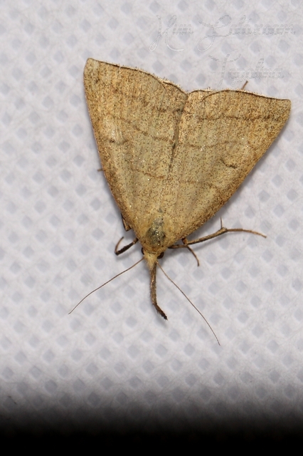 Polypogon tentacularia - sötétaljú karcsúbagoly