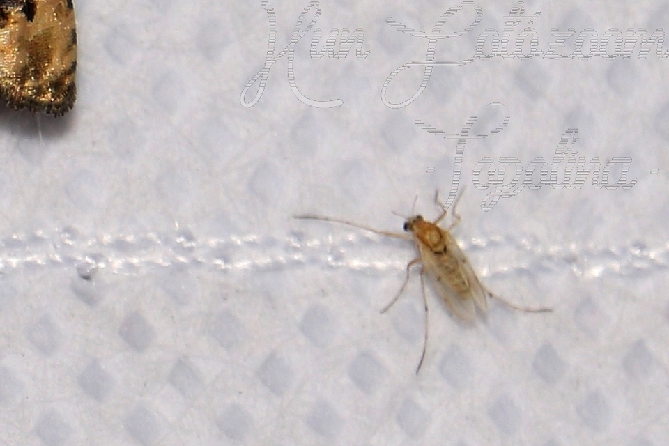 Chironomidae - árvaszúnyogok