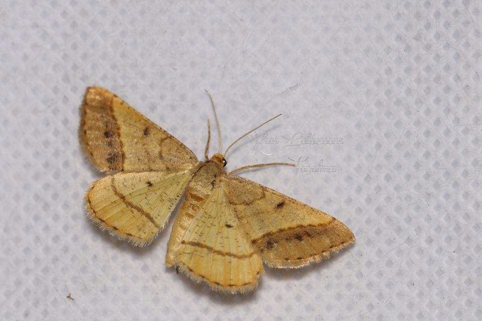 Tephrina arenacearia - lucerna-araszoló