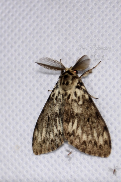 Lymantria monacha - apácalepke