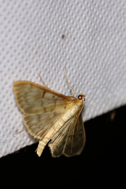 Patania ruralis - csalánevő tűzmoly
