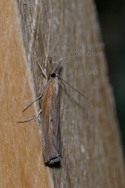 Pediasia contaminella - mocskos fűgyökérmoly