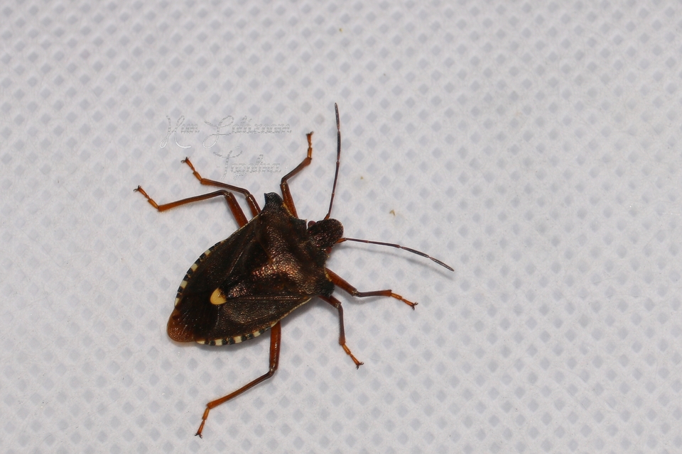 Pentatoma rufipes - vöröslábú címerespoloska Pentatoma rufipes - vöröslábú címerespoloska