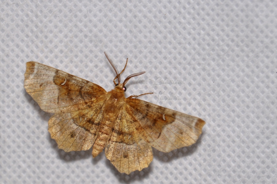 Selenia tetralunaria - négyfoltos holdasaraszoló