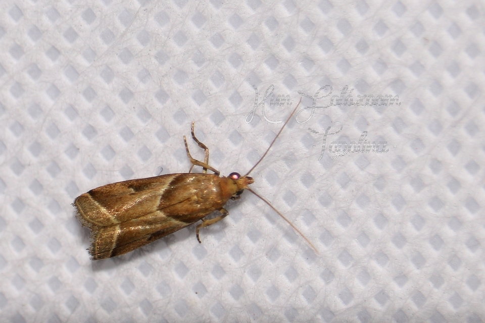 Nyctegretis lineana - agátszínű karcsúmoly