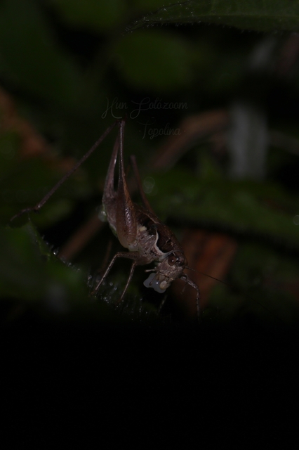 Pachytrachis gracilis - karcsú szöcske