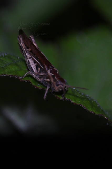 Chorthippus (Glyptobothrus) (subgenus)