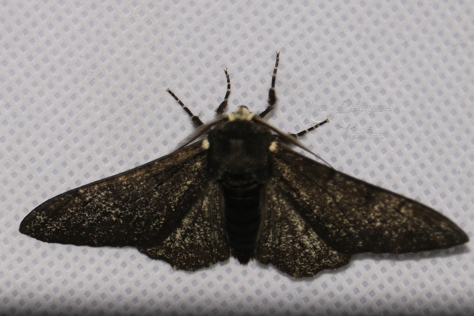 Biston betularia - szürkepettyes araszoló