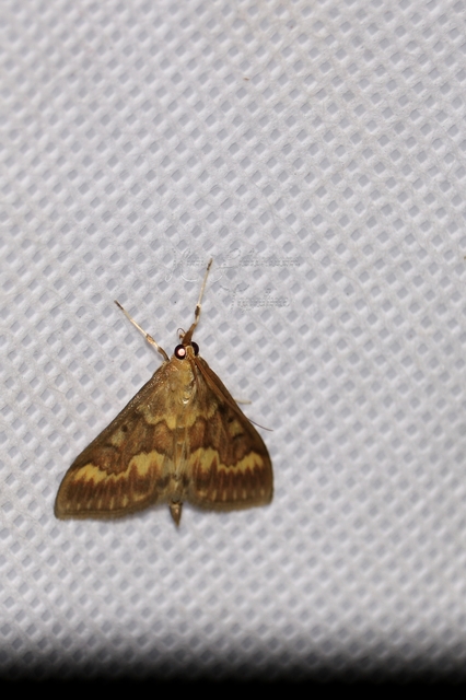 Ostrinia nubilalis - kukoricamoly