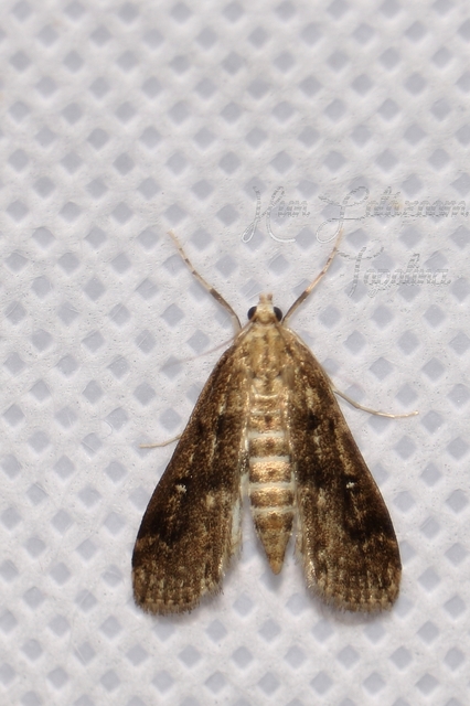 Parapoynx stratiotata - közönséges vízimoly