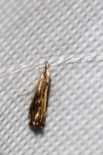 Catoptria verellus - kormos fűgyökérmoly