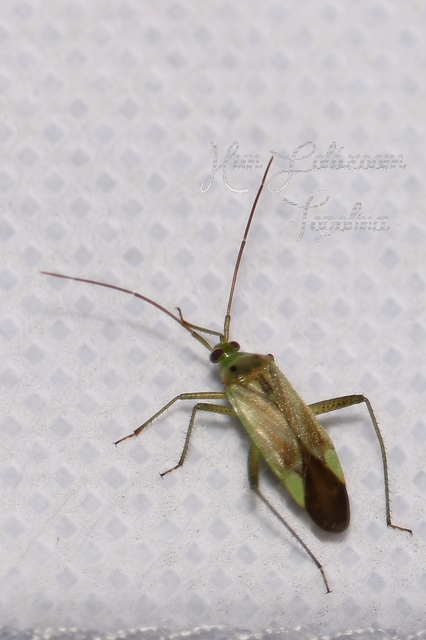 Adelphocoris lineolatus - lucernapoloska