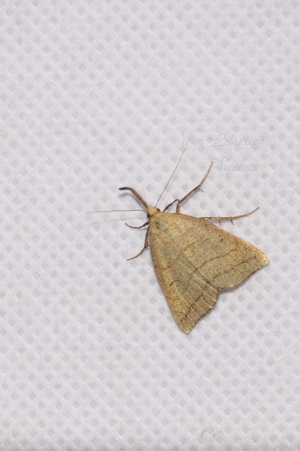 Polypogon tentacularia - sötétaljú karcsúbagoly