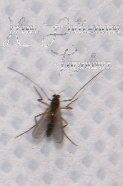 Chironomidae - árvaszúnyogok