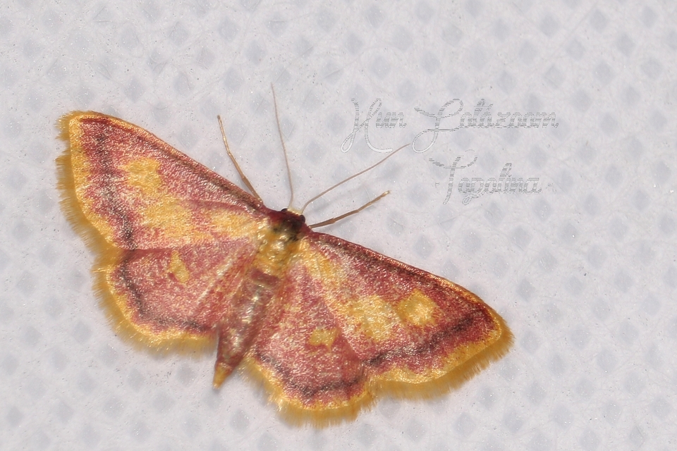 Idaea muricata - mocsári pirosaraszoló