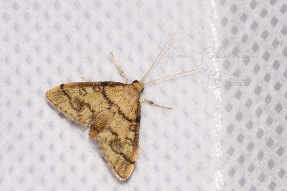 Metasia ophialis - kígyósávos tűzmoly