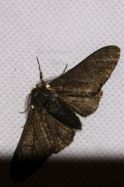 Biston betularia - szürkepettyes araszoló