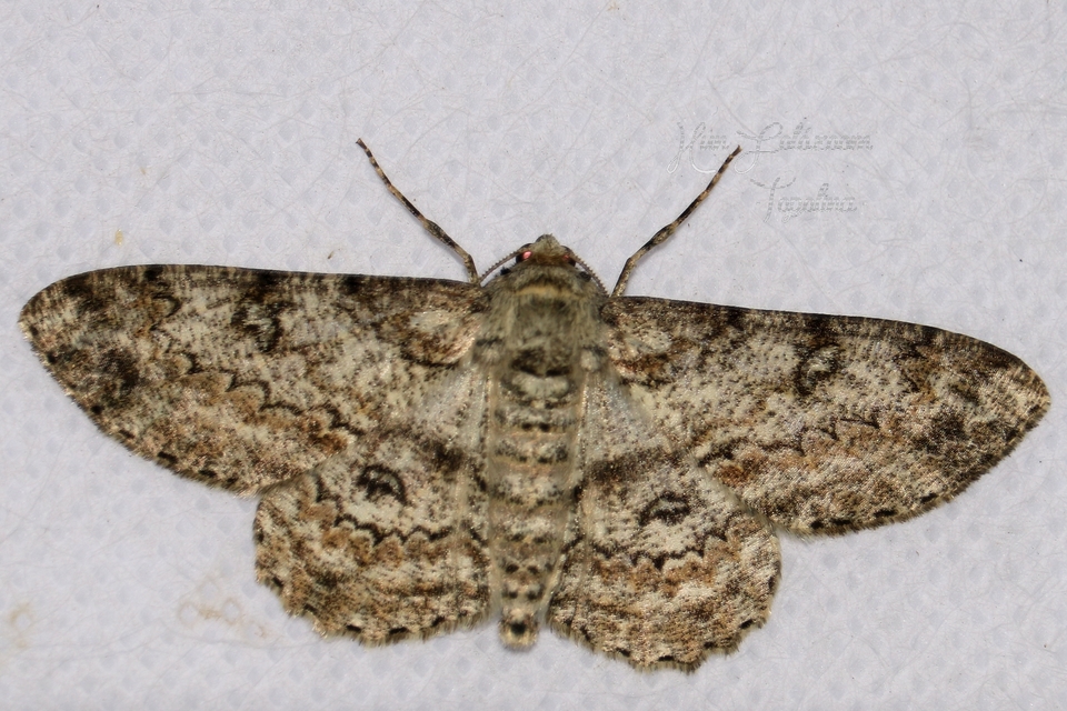Ascotis selenaria - holdas faaraszoló