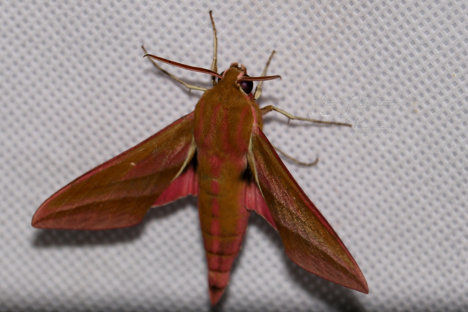 Deilephila elpenor - szőlőszender