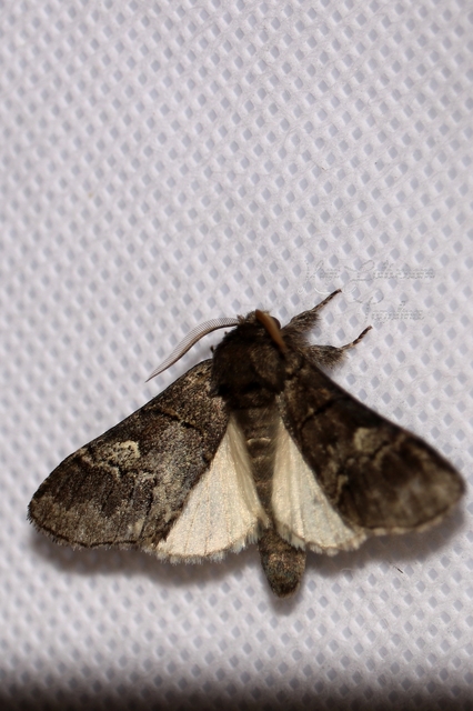 Drymonia querna - tölgyfa-púposszövő