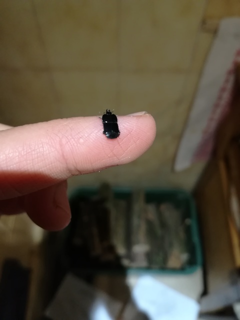 Hololepta plana - lemez-sutabogár