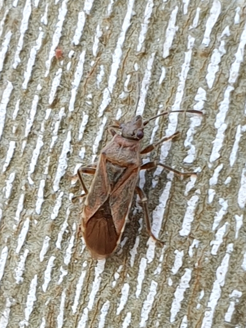 Arocatus longiceps - platánbodobács