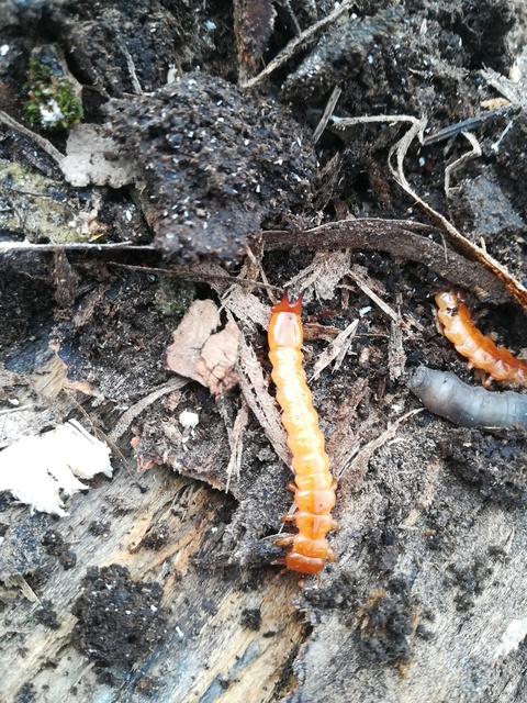 Pyrochroa coccinea - nagy bíborbogár