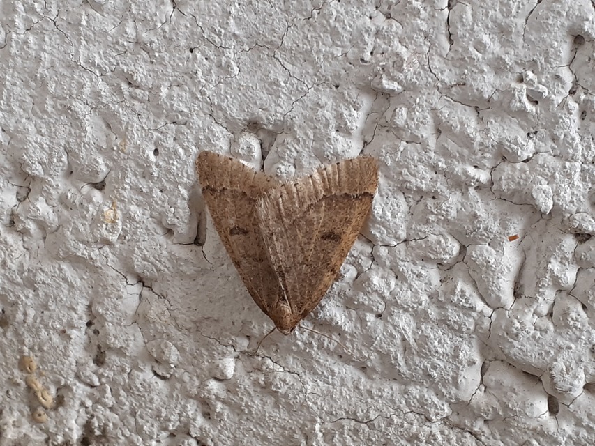 Theria rupicapraria - tavaszi kökényaraszoló