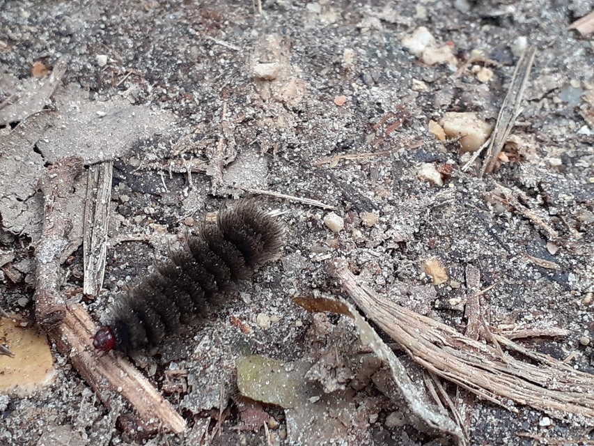 Amata phegea - fehérpettyes álcsüngőlepke