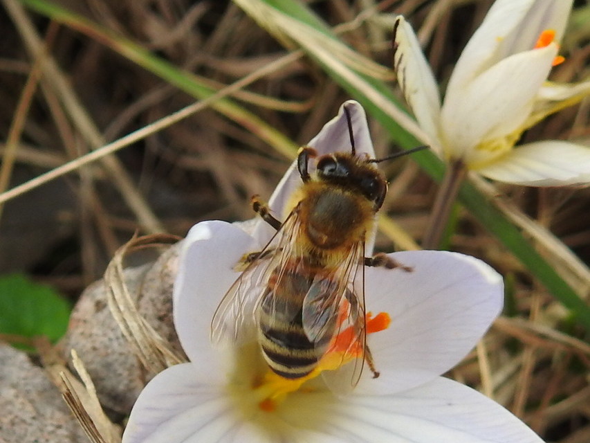 Apis mellifera - háziméh
