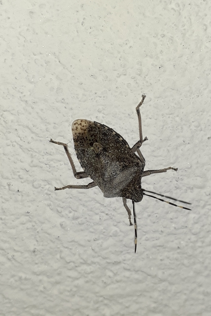 Rhaphigaster nebulosa - bencepoloska