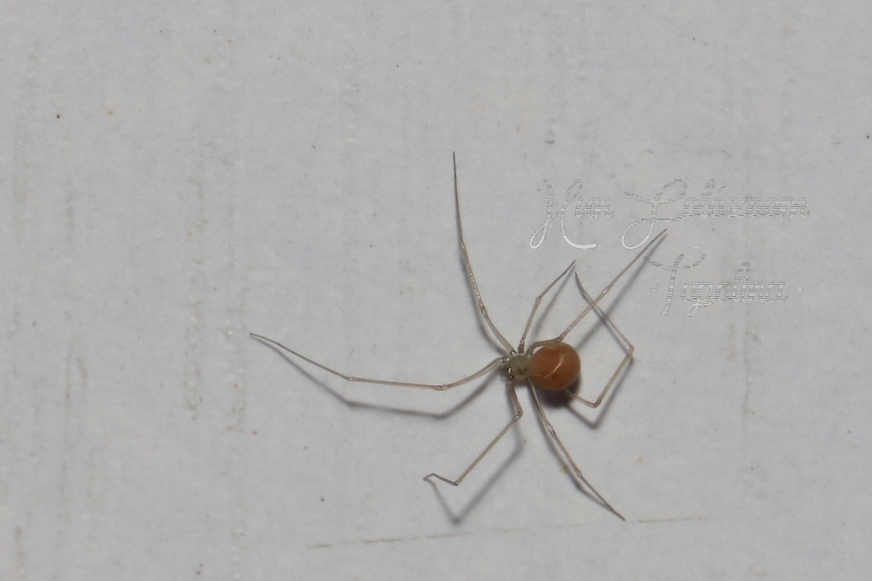 Spermophora senoculata - sápadt kis-álkaszáspók