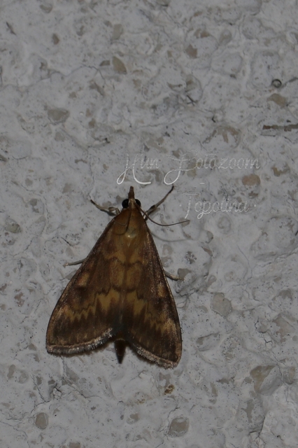 Ostrinia nubilalis - kukoricamoly