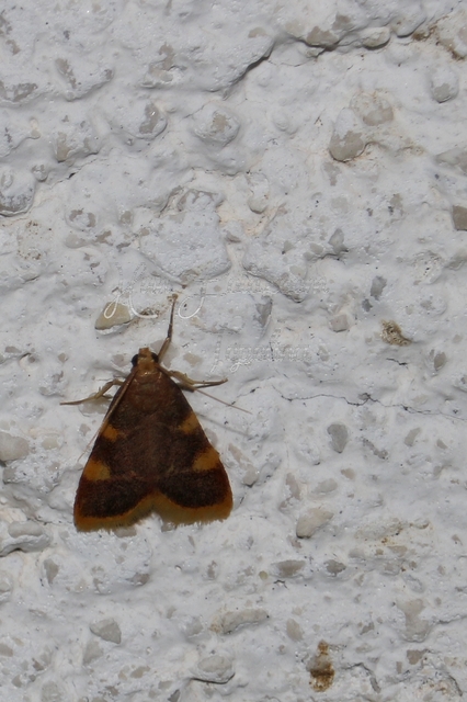 Hypsopygia costalis - szénailonca