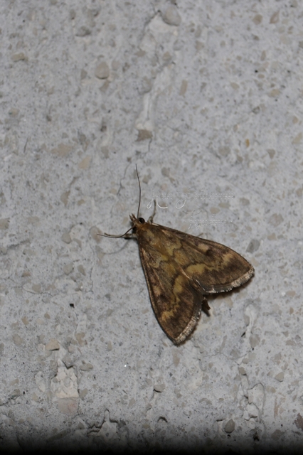 Ostrinia nubilalis - kukoricamoly