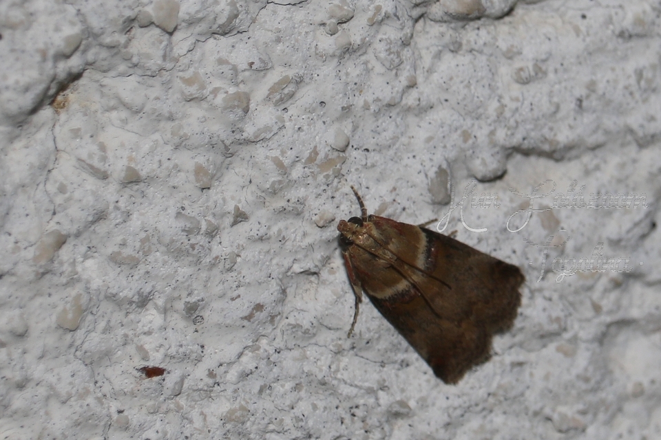 Acrobasis tumidana - bordás karcsúmoly