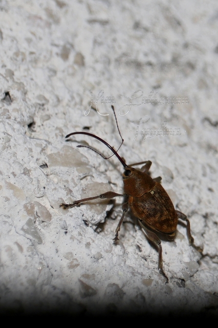 Curculio glandium - tölgymakkzsuzsóka