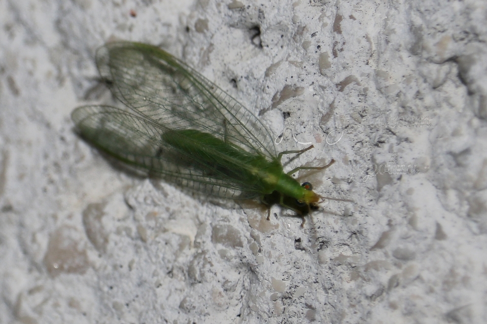 Chrysopidae - zöldfátyolkák