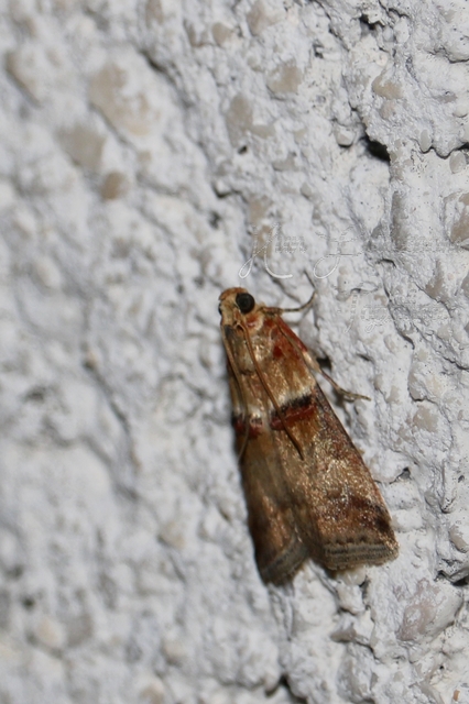Acrobasis tumidana - bordás karcsúmoly