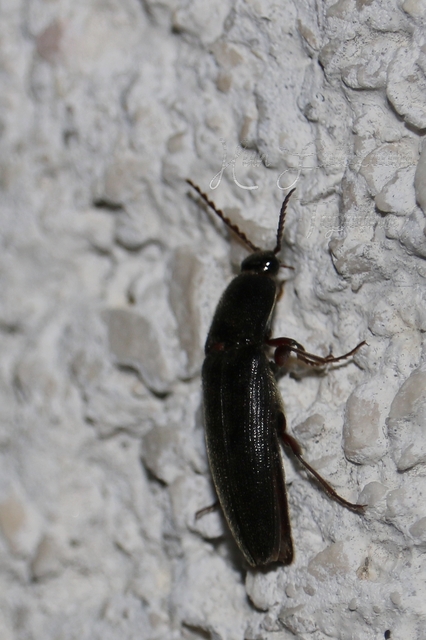 Melanotus crassicollis - vállas gyászpattanó