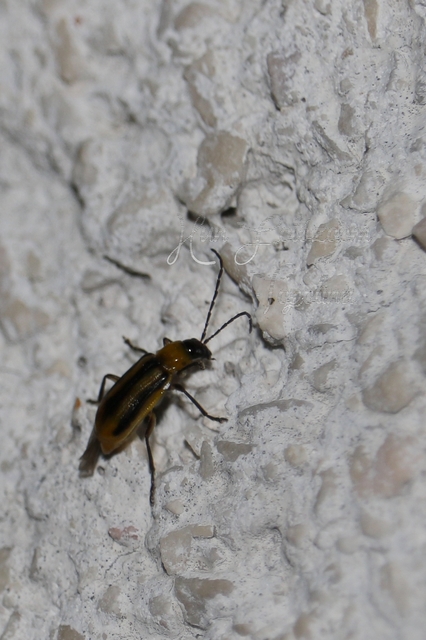 Diabrotica virgifera - amerikai kukoricabogár