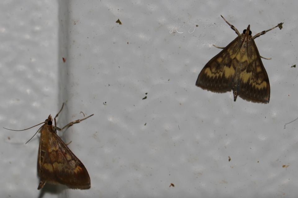 Ostrinia nubilalis - kukoricamoly