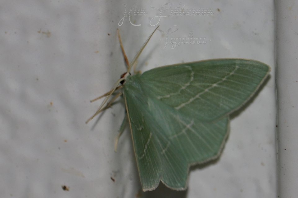 Hemistola chrysoprasaria - kékes zöldaraszoló