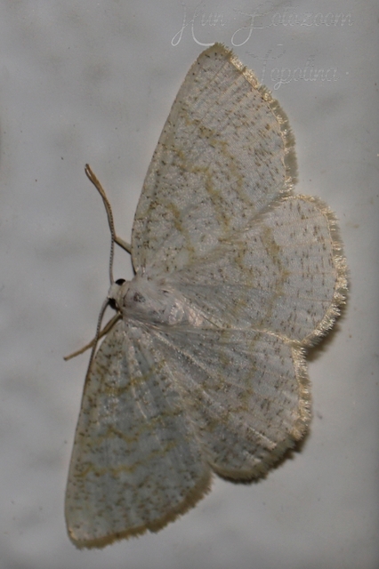 Cabera exanthemata - pettyes égeraraszoló