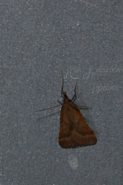 Synaphe punctalis - hosszúlábú fényilonca
