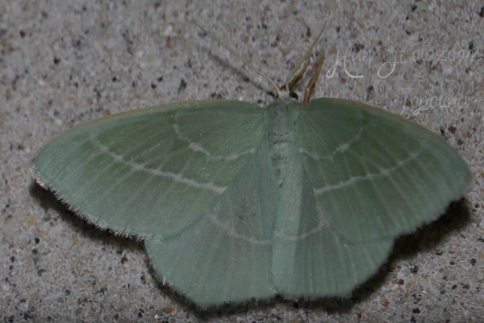 Hemistola chrysoprasaria - kékes zöldaraszoló