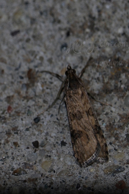 Nomophila noctuella - közönséges vándormoly